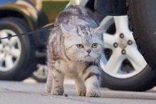 猫走猫步的视频,揭秘猫咪的独特步伐